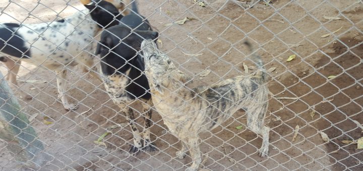 Hundar på Dog Rescue