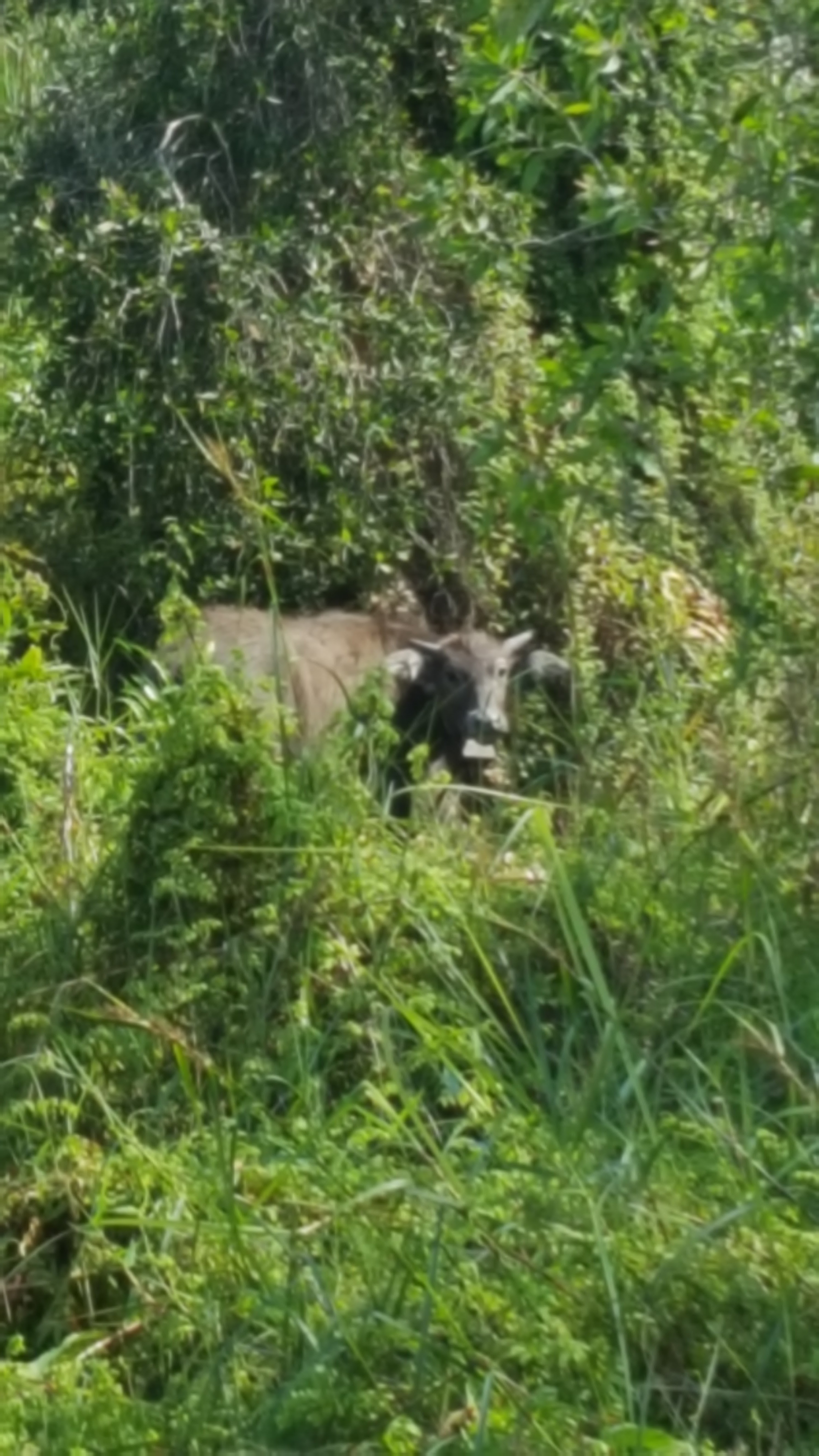 Vattenbuffel i buskage