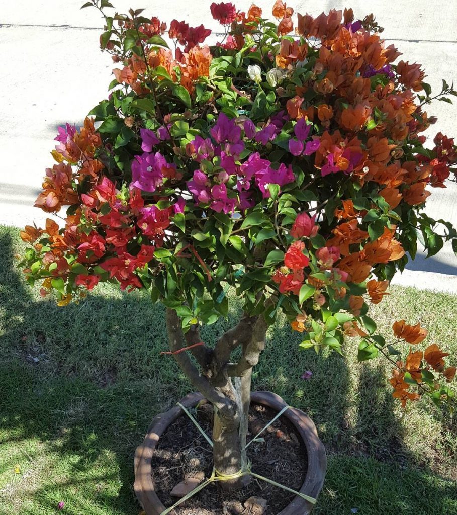 Bougainvillea