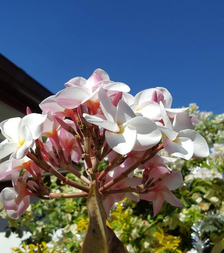 Plumeria